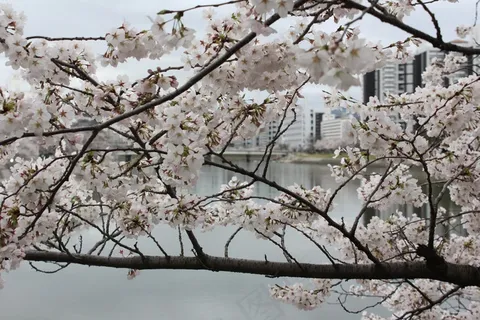 樱花,樱桃,树,日本,广岛 樱花,樱桃,树,日本,广岛