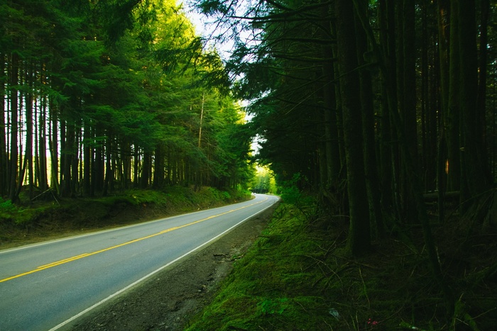 农村，道路，路面，树木，森林，树林，自然