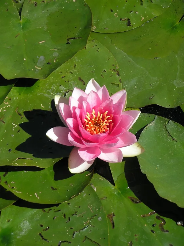 睡莲，水，池塘，玫瑰湖，水生植物