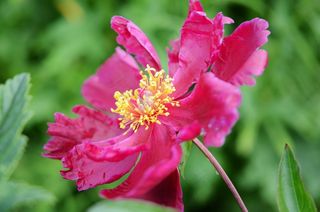 花，红色，花的，花园，盛开，自然，宏