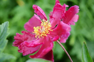 花，红色，花的，花园，盛开，自然，宏