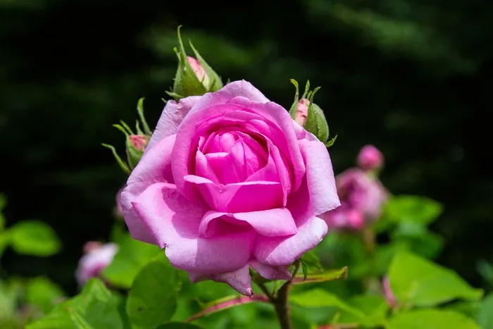 玫瑰，粉红色，花，自然