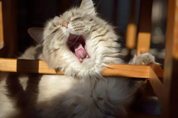 猫，累，午睡，打哈欠，舌头，可爱
