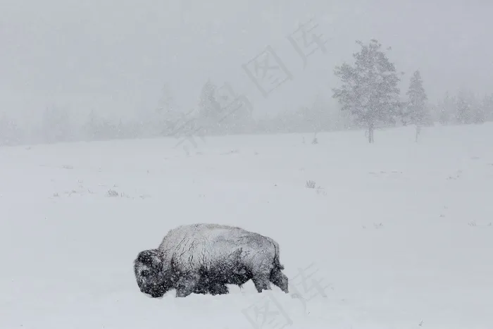 野牛，水牛城，雪，冬季，冷，风，美国