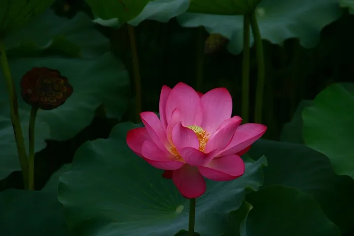 莲花，鲜花，池塘花香，佛教