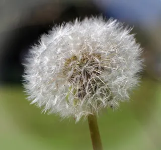 蒲公英，指出花，开花，关闭