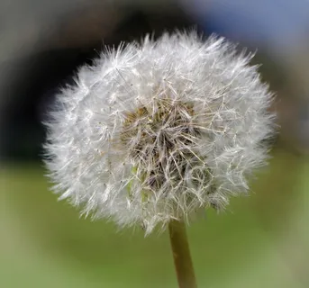 蒲公英,指出花,开花,关闭 蒲公英,指出花,开花,关闭
