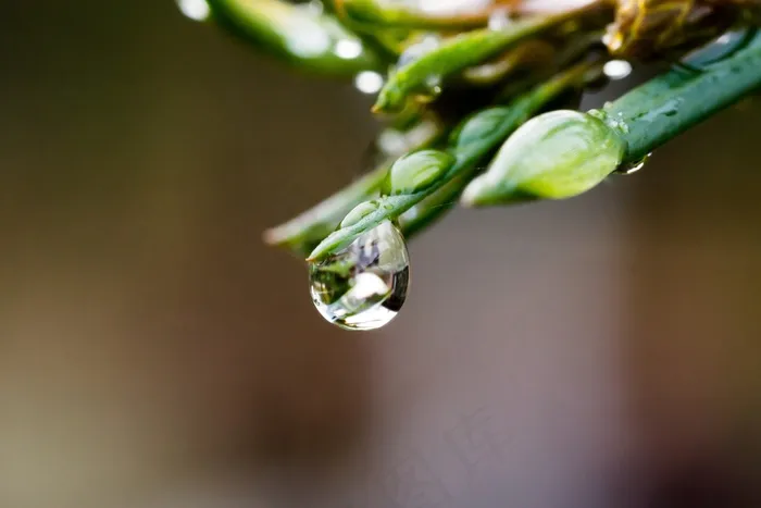 一滴水，滴水，水，露水，植物，镜像
