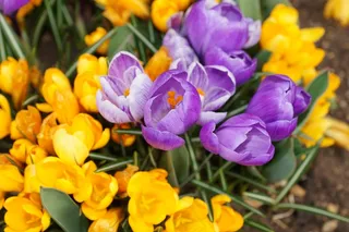 番红花，花，自然