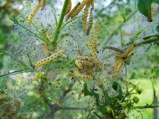 毛毛虫，毛毛虫网，害虫