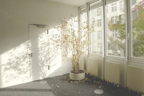 盆栽,干燥,枯萎,被遗弃,被遗忘 盆栽,干燥,枯萎,被遗弃,被遗忘