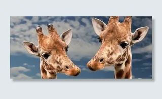 长颈鹿，搞笑，动物，爱情，意见，快乐，哺乳动物