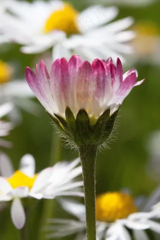 雏菊，开花，贝利斯哲学，陶森肖恩