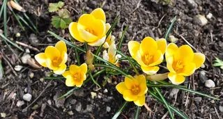 番红花，花，开花，黄色，植物，春天