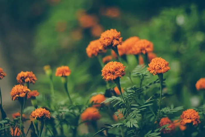 花卉，自然，花园，绿色，花园