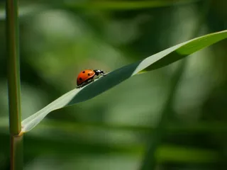 瓢虫，叶子，绿色，性质，昆虫，甲虫，野生动物