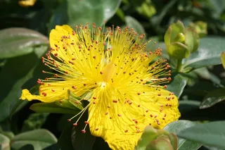 花，异国情调，花瓣，黄色，植物园