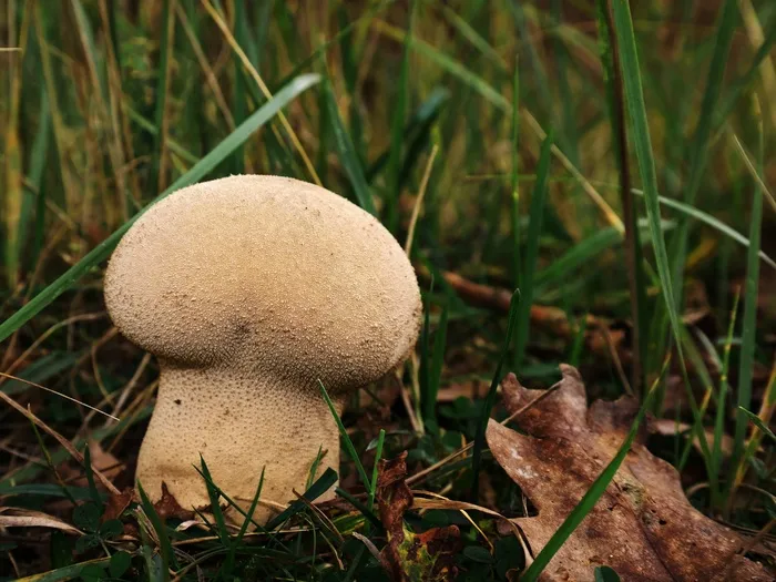 Bovist，蘑菇，钱包马勃，Umbrinum