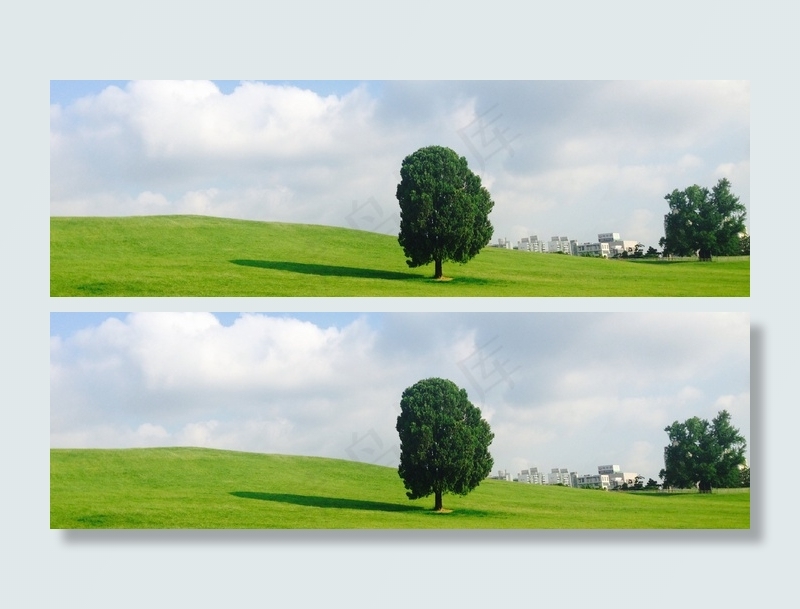 首尔奥林匹克公园，奥林匹克公园，孤树