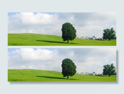 首尔奥林匹克公园，奥林匹克公园，孤树