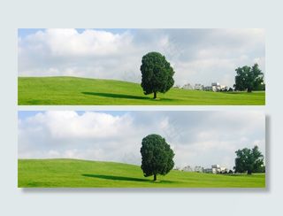 首尔奥林匹克公园，奥林匹克公园，孤树