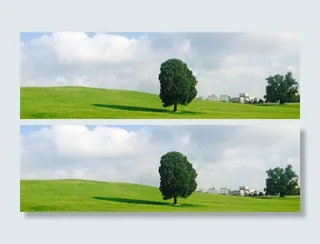 首尔奥林匹克公园，奥林匹克公园，孤树