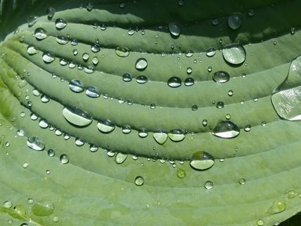 雨滴，玉Host，床单，植物，绿色