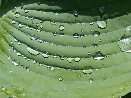 雨滴,玉Host,床单,植物,绿色 雨滴,玉Host,床单,植物,绿色