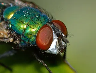 昆虫，双翅目，路西拉，绢线虫