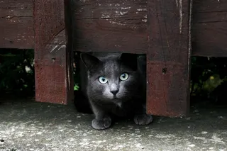 猫，动物，屏障