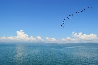 蓝色，天空，鸟，自然，飞，景观，天堂，光