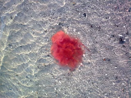 Feuerqualle，海水，沙滩水母