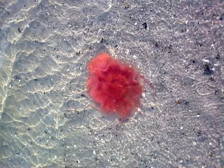 Feuerqualle，海水，沙滩水母