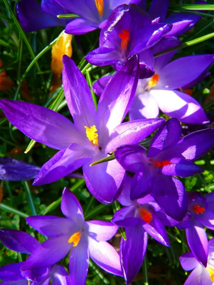 番红花，花，春天，Bühen，紫色