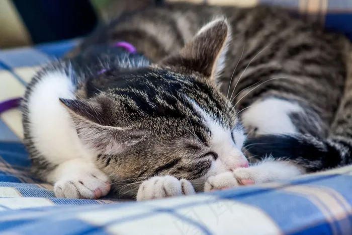 猫，动物，宠物，家猫，Mieze，宿醉