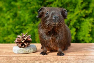 黄金豚鼠，豚鼠，幼小动物，光滑的头发