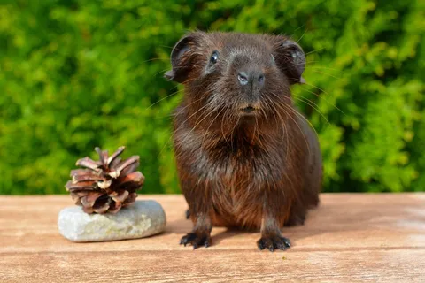 黄金豚鼠,豚鼠,幼小动物,光滑的头发 黄金豚鼠,豚鼠,幼小动物,光滑的头发