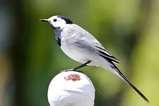 灰Wa，鸟，夏天