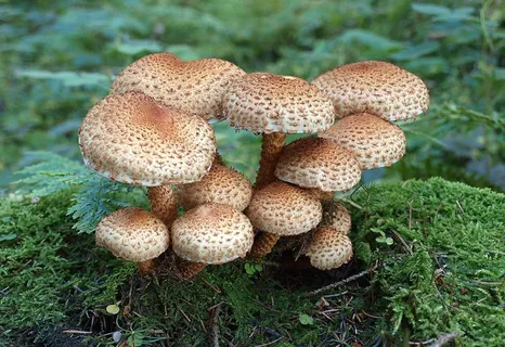 蘑菇,森林,森林地面,自然,秋季,青苔 蘑菇,森林,森林地面,自然,秋季,青苔