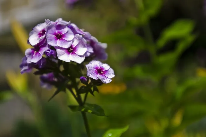 花，紫色，花瓣，特写，群集，花的