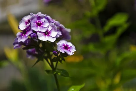 花,紫色,花瓣,特写,群集,花的 花,紫色,花瓣,特写,群集,花的