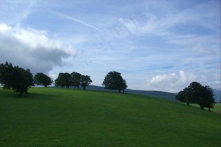 天气书，书，树木，草地，牧场