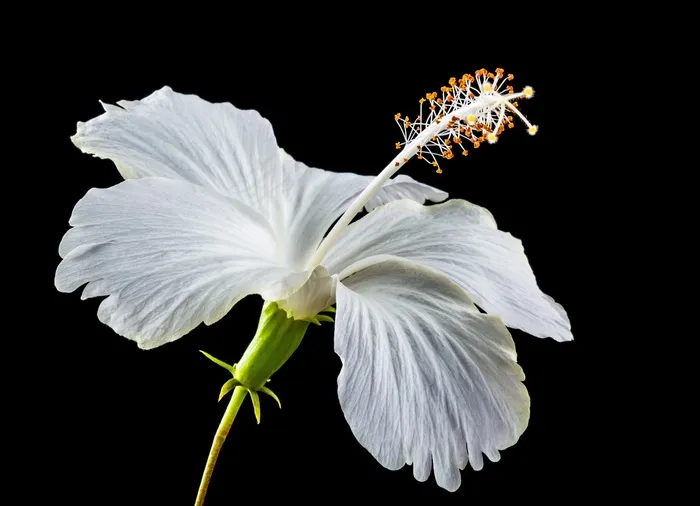 芙蓉花，开花，花，白，棉花糖