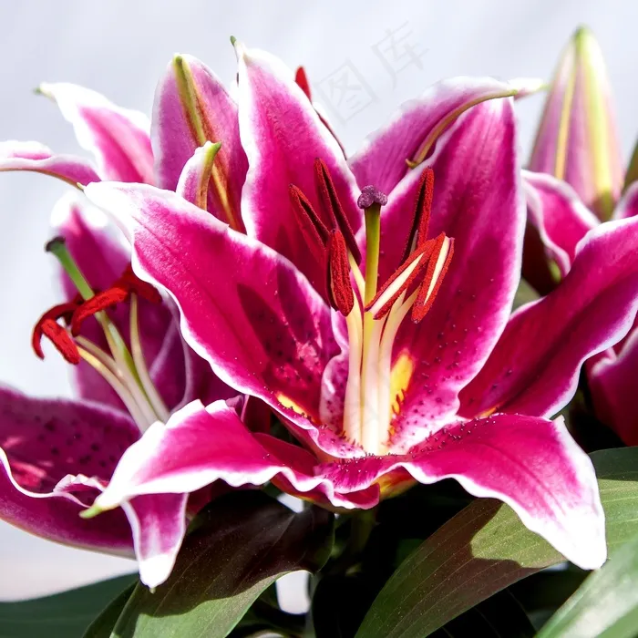 百合，花，关闭，植物，开花，盛开，紫色圆点