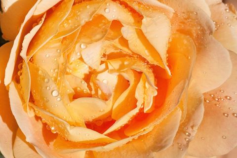 玫瑰，粉红色，黄色，花，开花，盛开，香