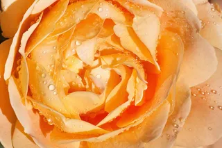 玫瑰，粉红色，黄色，花，开花，盛开，香