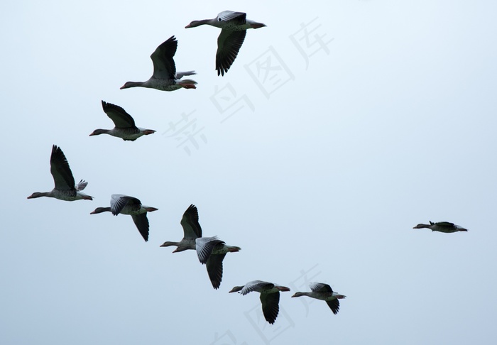 形成，候鸟，鹅，野鹅