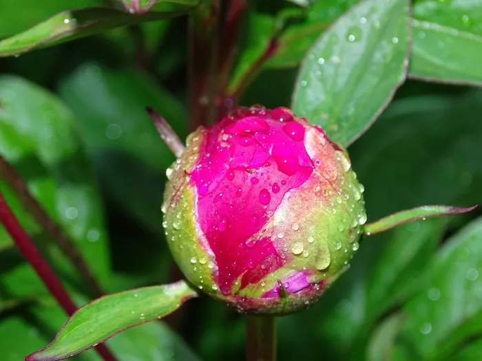 牡丹，粉红色，五旬节Rosengewächs，关闭
