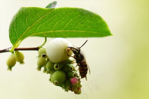 动物，昆虫，黄蜂，普通黄蜂，寻常黄蜂