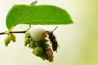 动物，昆虫，黄蜂，普通黄蜂，寻常黄蜂